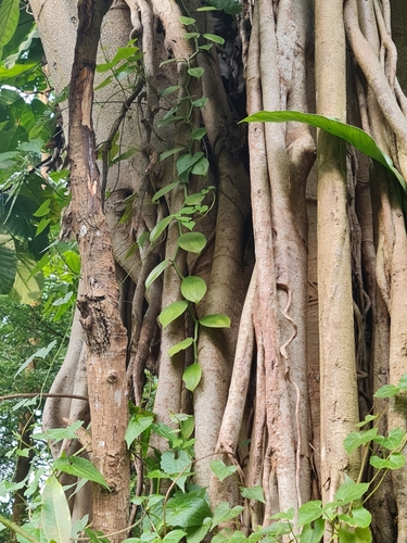 Vanilla griffithii — photo