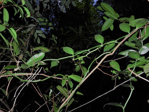 Vanilla griffithii — photo