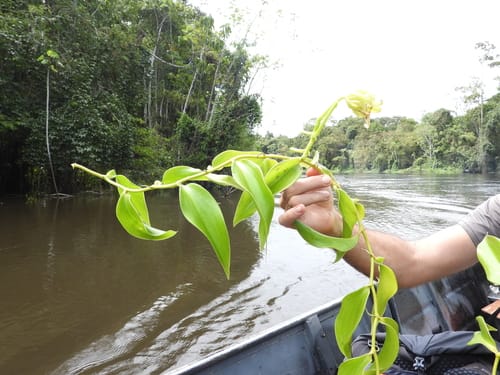 Vanilla guianensis — photo
