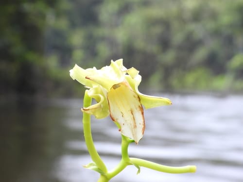 Vanilla guianensis — photo