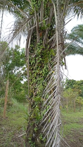 Vanilla palmarum — photo