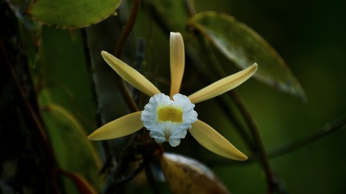 Vanilla palmarum