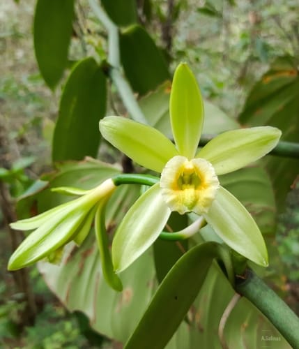 Vanilla planifolia (Vanilla) — photo