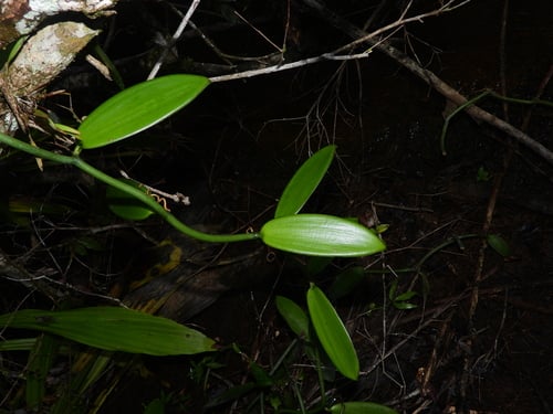 Vanilla planifolia