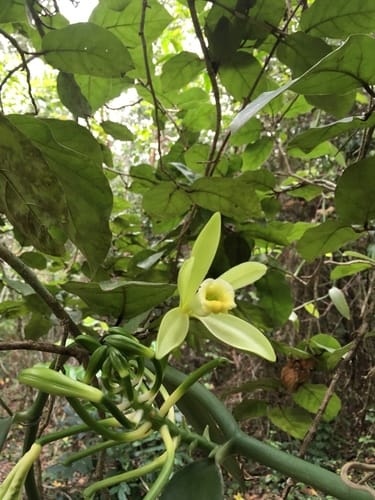 Vanilla planifolia (Vanilla) — photo