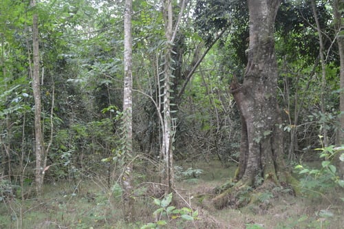 Vanilla tahitensis (Vanilla) — photo