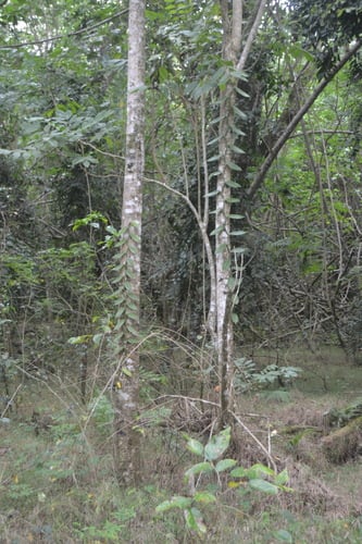 Vanilla tahitensis (Vanilla) — photo
