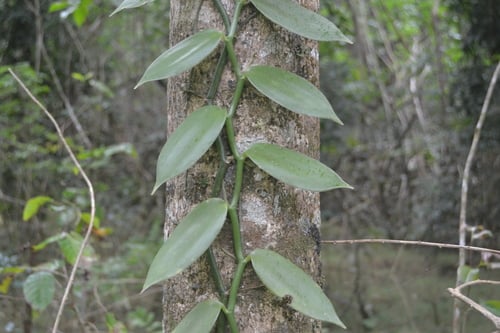 Vanilla tahitensis