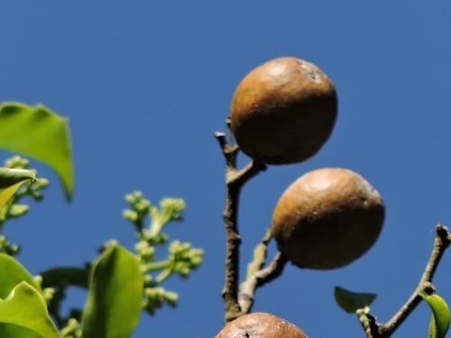 Vantanea compacta (Massuara) — photo