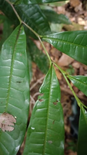 Vantanea parviflora (Small flower vantanea) — photo