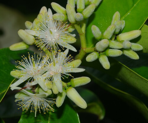 Vantanea parviflora