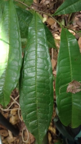 Vantanea parviflora (Small flower vantanea) — photo