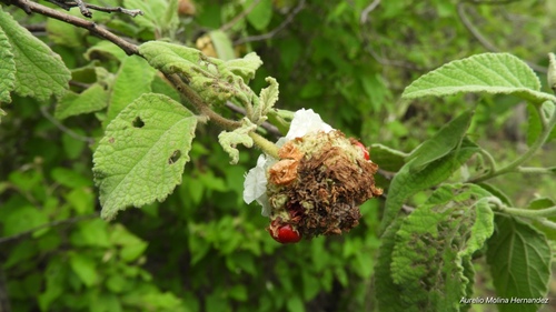 Varronia macrocephala (Lera lera) — photo
