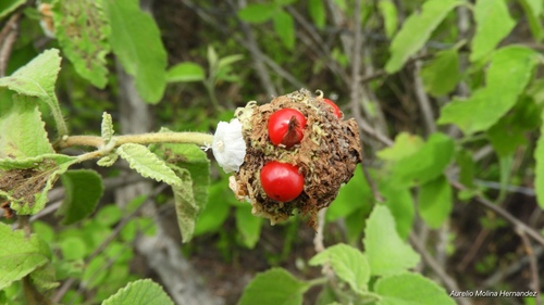 Varronia macrocephala