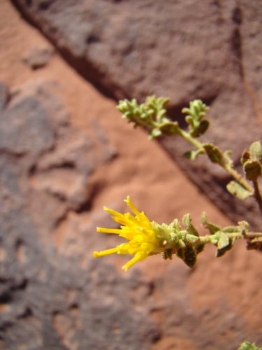 Varthemia iphionoides