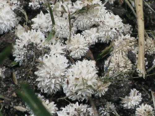 Vascellum curtisii — photo