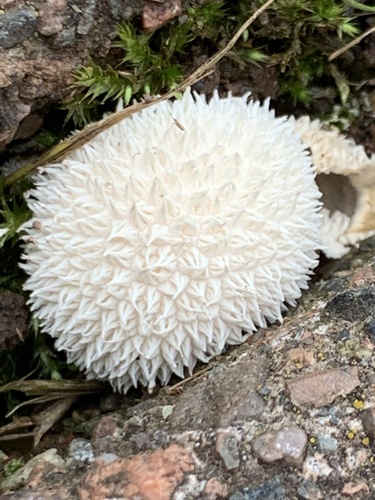 Vascellum curtisii