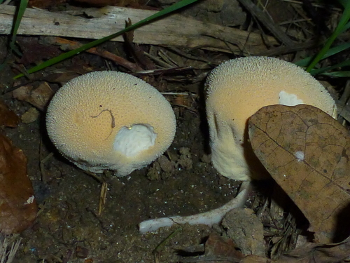 Vascellum pratense (Meadow puffball) — photo