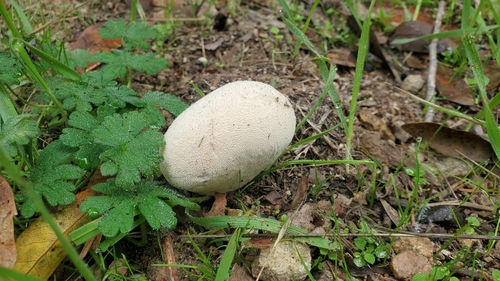 Vascellum pratense (Meadow puffball) — photo