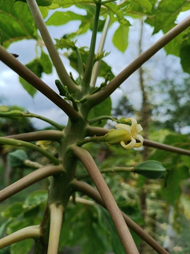 Vasconcellea goudotiana (Papayuelo) — photo