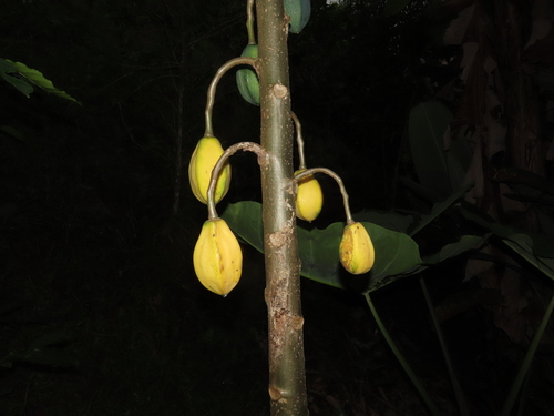 Vasconcellea goudotiana (Papayuelo) — photo