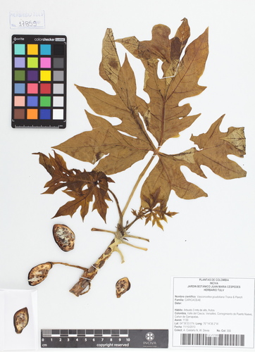 Caricaceae