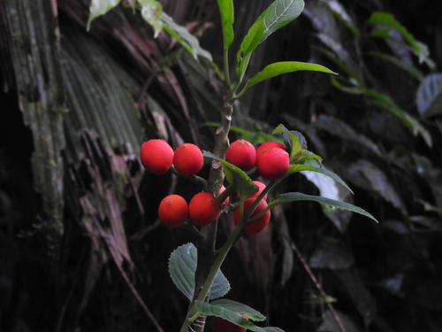 Vasconcellea microcarpa (Wapai) — photo