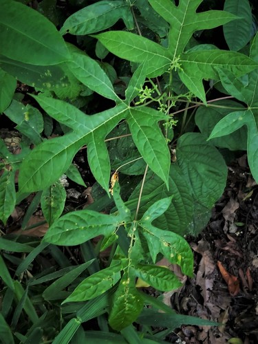 Vasconcellea monoica (Orange papaya) — photo