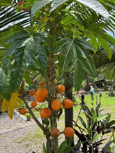 Vasconcellea monoica (Orange papaya) — photo