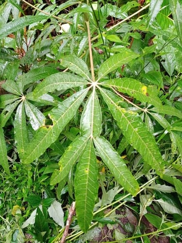 Vasconcellea palandensis (Papaillo) — photo