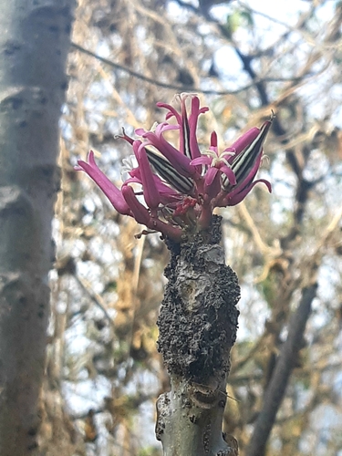 Vasconcellea parviflora (Papaya de monte) — photo