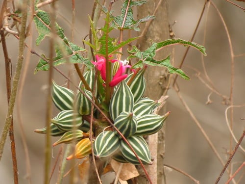 Vasconcellea parviflora