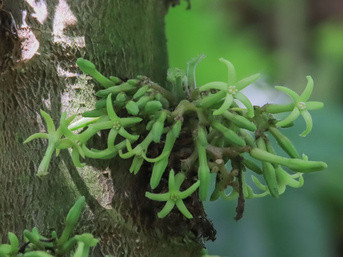 Vasconcellea pubescens (Mountain papaya) — photo