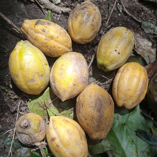 Vasconcellea pubescens (Mountain papaya) — photo