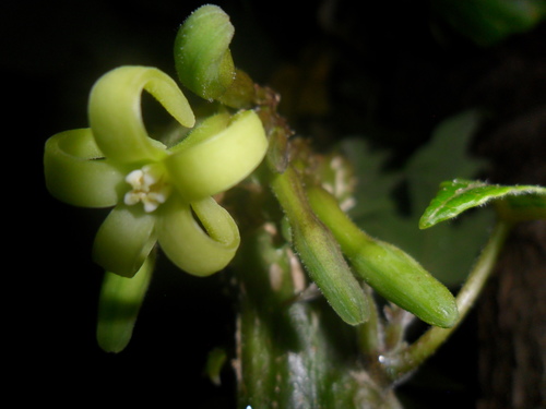 Vasconcellea pubescens
