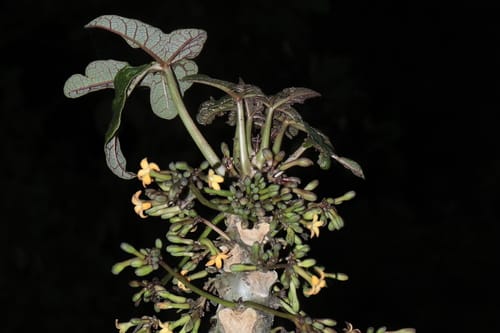 Vasconcellea stipulata (Chamburro) — photo