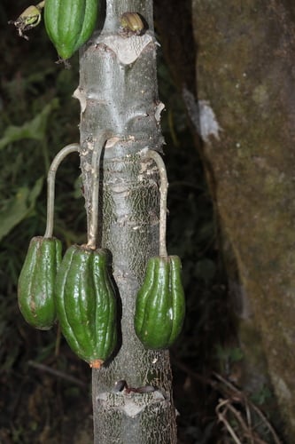Vasconcellea stipulata