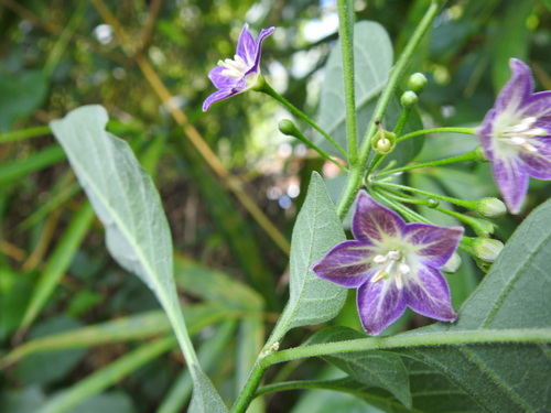 Vassobia breviflora — photo