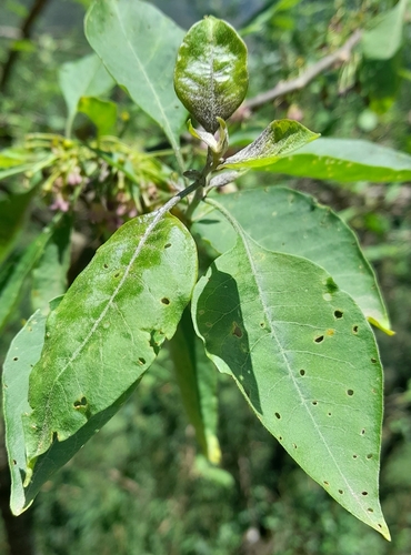 Vassobia breviflora — photo