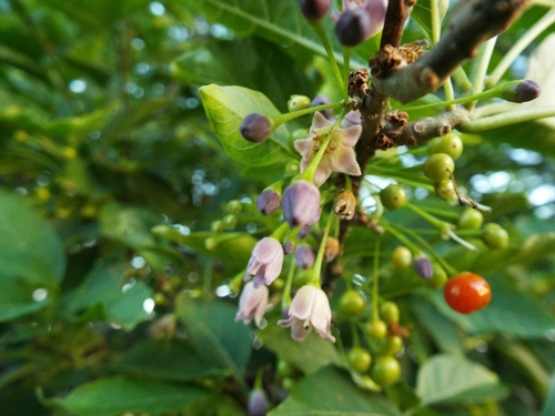 Vassobia breviflora