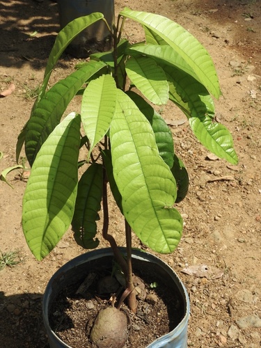 Vateria copallifera (Hal) — photo