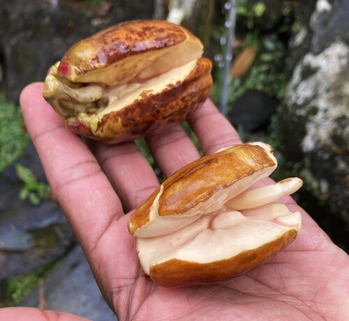 Vateria copallifera (Hal) — photo