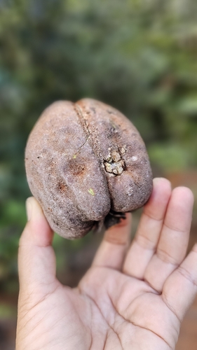 Vateria copallifera