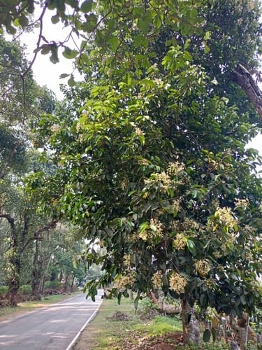 Vateria indica (White dammar) — photo