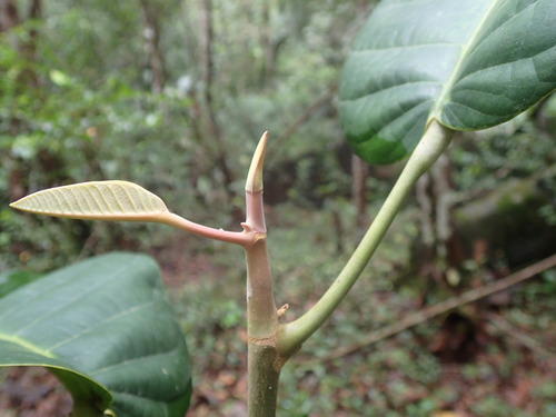 Vateriopsis seychellarum — photo