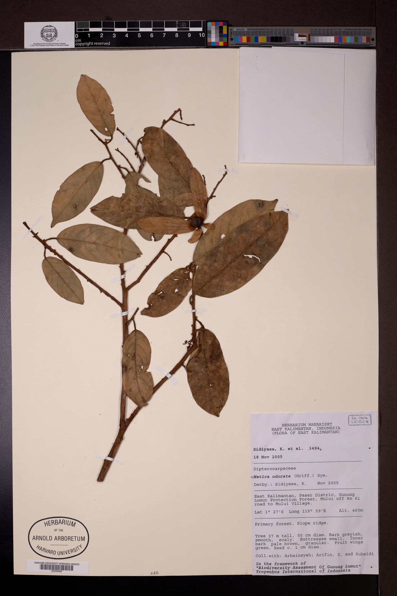 Vatica odorata