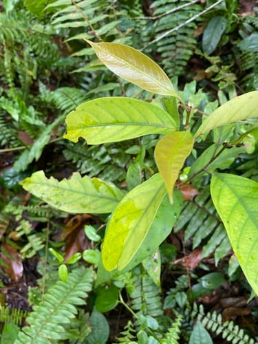Vatica pauciflora — photo