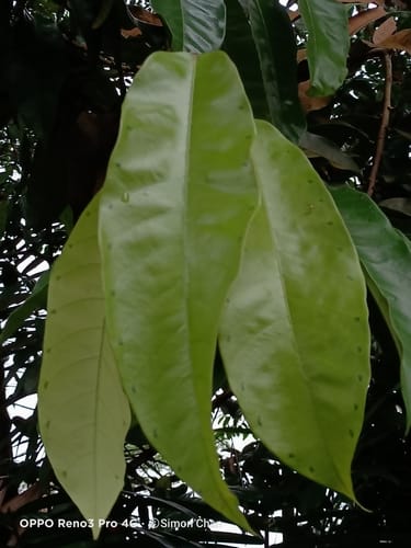 Vatica rassak (Resak) — photo