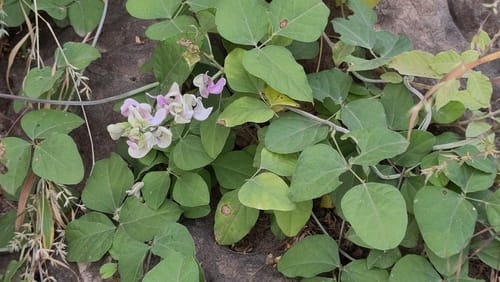 Vatovaea pseudolablab (Kullayya) — photo