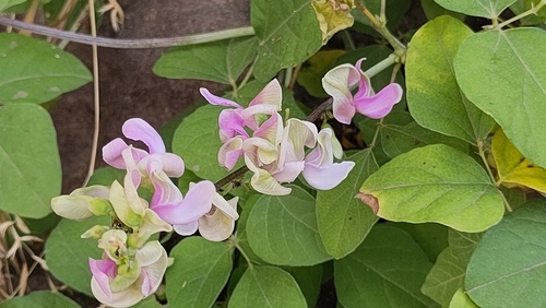 Vatovaea pseudolablab